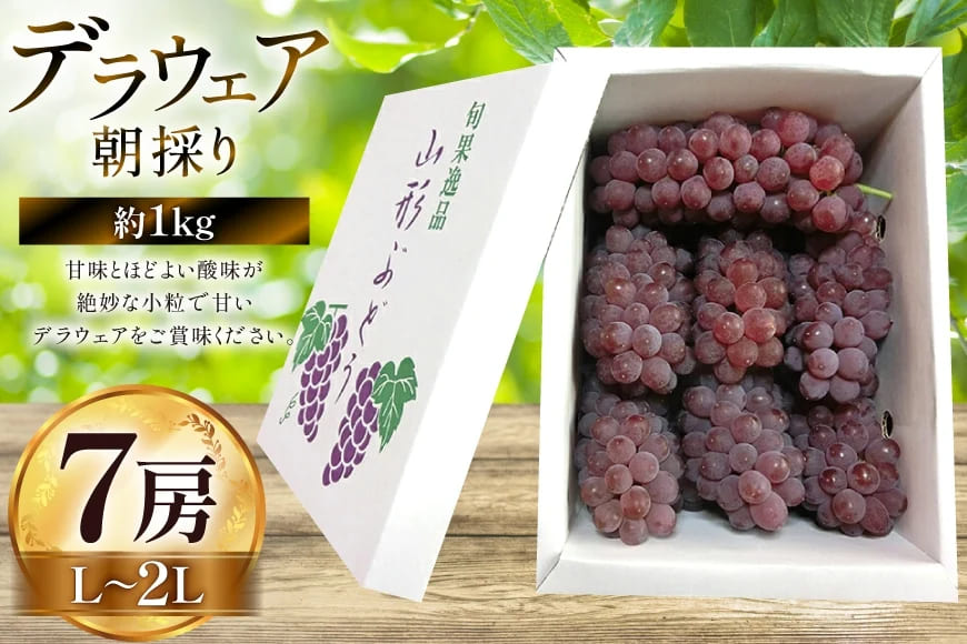 【期間限定発送】 先行予約 ぶどう 朝採り デラウェア 秀 L～2L 7房 約 1kg [Ｈinataぶどう園 山形県 高畠町 tk06ayt190008] 種なし ブドウ 葡萄 くだもの 果物 フルーツ 産地直送 農家直送 果実 デザート 甘い 期間限定 数量限定 小粒 冷蔵