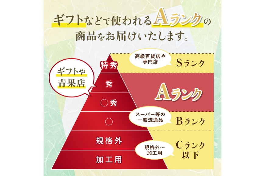【期間限定発送】 シャインマスカット Aランク 2～3房1.6kg [田制農園 山形県 高畠町 tk06ayt230005] ぶどう ブドウ 葡萄 マスカット フルーツ 果物 くだもの 産地直送 農家直送