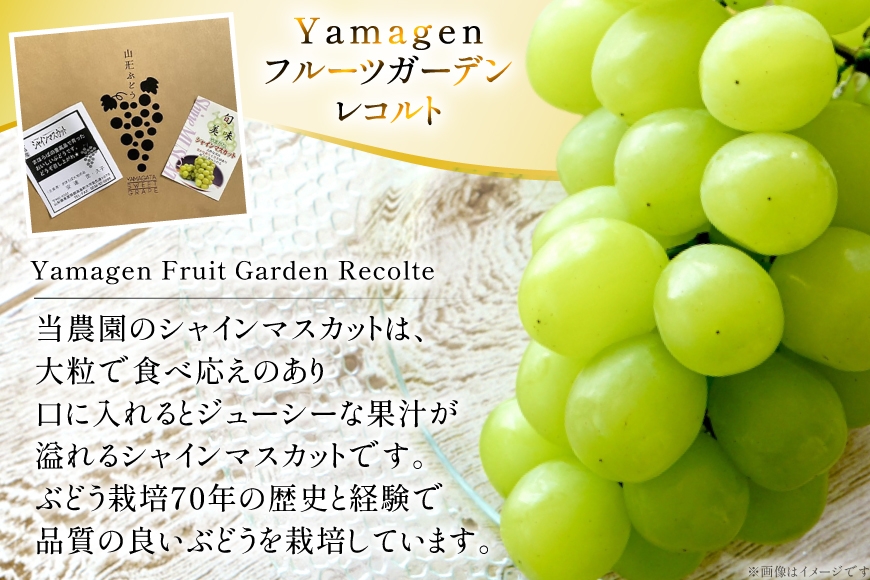 【期間限定発送】 シャインマスカット 訳あり 3〜4房 1.8kg [Yamagenフルーツガーデンレコルト 山形県 高畠町 tk06ayt380004] ご家庭用 ぶどう ブドウ 葡萄 フルーツ 果物 くだもの 1.8キロ 甘い