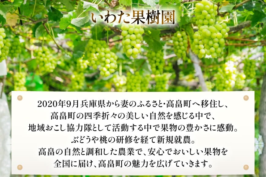 【期間限定発送】 シャインマスカット 4〜6房 約 3kg [いわた果樹園 山形県 高畠町 tk06ayt400002] ぶどう ブドウ 葡萄 フルーツ 果物 くだもの 3キロ 甘い