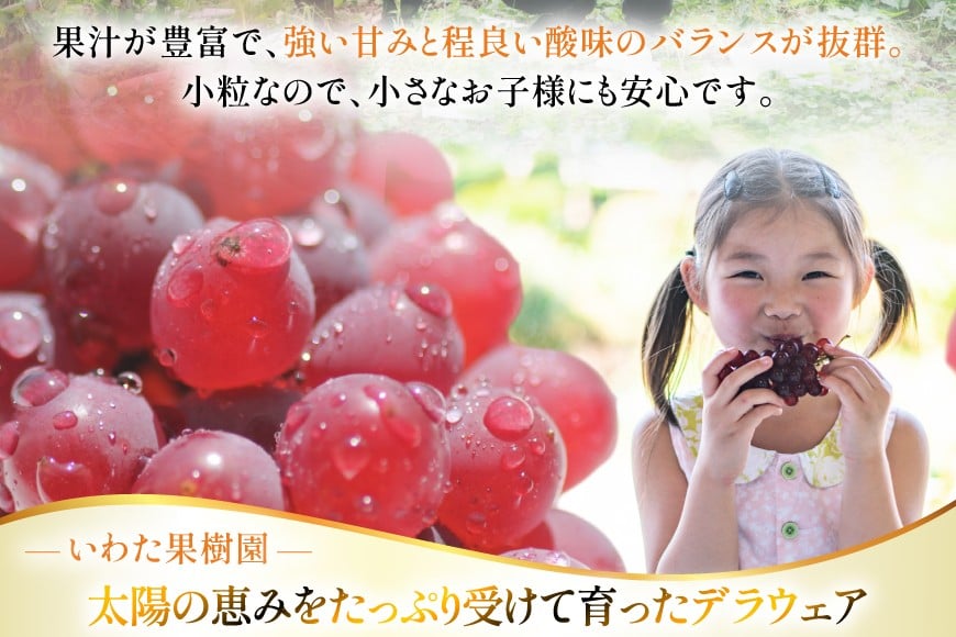 【期間限定発送】 ぶどう デラウェア 5～8房 約 1kg [いわた果樹園 山形県 高畠町 tk06ayt400003] 種無し ブドウ 葡萄 くだもの 果物 フルーツ 産地直送 農家直送