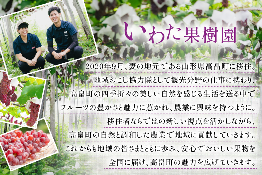 【期間限定発送】 家庭用 訳あり デラウェア 8～12房 約1kg [いわた果樹園 山形県 高畠町 tk06ayt400006] ぶどう 種無し ブドウ 葡萄 くだもの 果物 フルーツ 産地直送 農家直送 期間限定