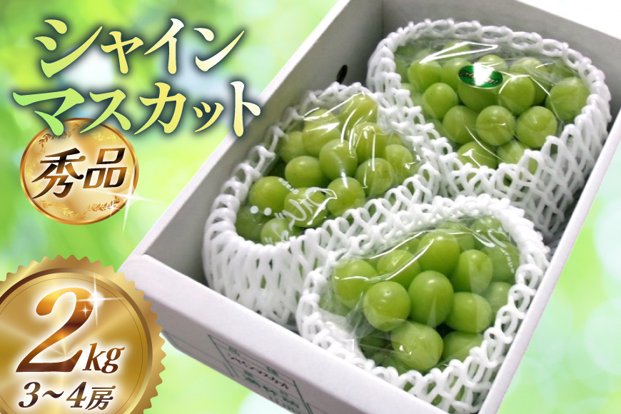 【期間限定発送】【2026年発送】 シャインマスカット 秀品 約2kg (約3〜4房) [齋藤農園 山形県 高畠町 tk06bgt070000] ぶどう ブドウ 葡萄 マスカット フルーツ 果物 くだもの 産地直送 農家直送 冷蔵 果実