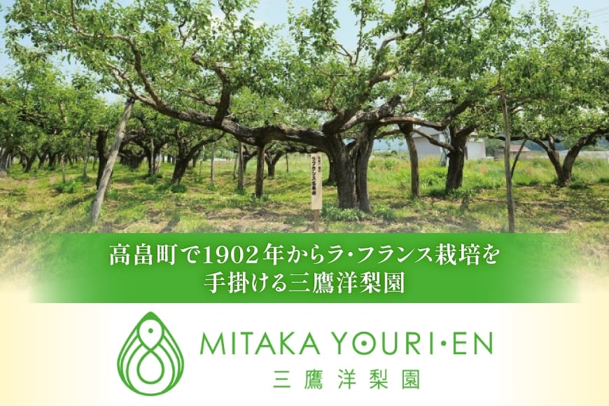 【期間限定発送】 ラ・フランス 山形県 セレクション品 ラ・フランス 9玉 3kg [三鷹洋梨園 山形県 高畠町 tk06ays910000] 果物 くだもの フルーツ 洋なし 洋梨 ラフランス