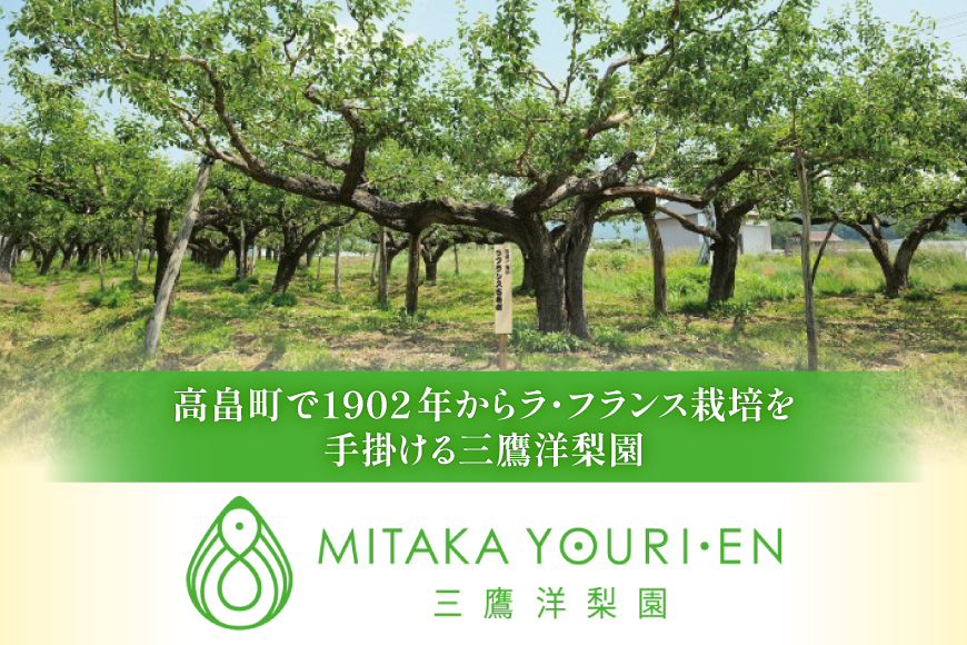 【期間限定発送】 ラ・フランス 高畠町産 ラ・フランス 2L～3L 3玉 木箱入り [三鷹洋梨園 山形県 高畠町 tk06ays910001] 果物 くだもの フルーツ 洋なし 洋梨 ラフランス