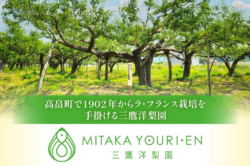【期間限定発送】 ラ・フランス 高畠町産 ラ・フランス 7〜8玉 2kg 化粧箱入り [三鷹洋梨園 山形県 高畠町 tk06ays910002] 果物 くだもの フルーツ 洋なし 洋梨 ラフランス