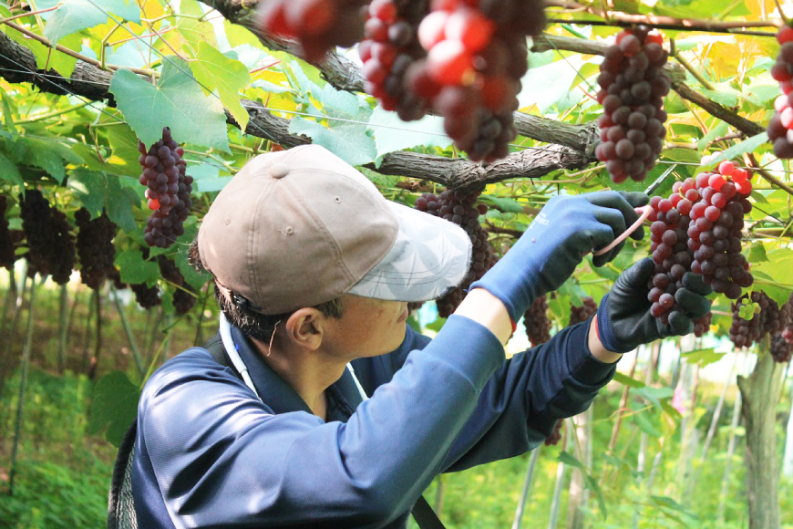 【期間限定発送】 ぶどう 朝採り デラウェア 秀 L～2L 12～16房 約 2kg [Ｈinataぶどう園 山形県 高畠町 tk06ayt190007] 種なし ブドウ 葡萄 くだもの 果物 フルーツ 産地直送 農家直送 果実 デザート 甘い 期間限定 数量限定 小粒 冷蔵