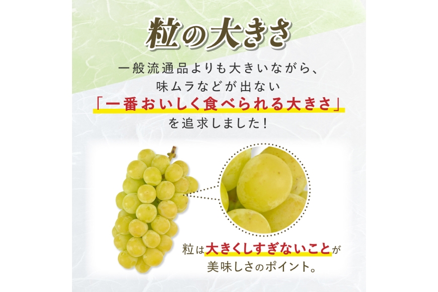 【期間限定発送】 シャインマスカット Aランク 2～3房1.6kg [田制農園 山形県 高畠町 tk06ayt230005] ぶどう ブドウ 葡萄 マスカット フルーツ 果物 くだもの 産地直送 農家直送