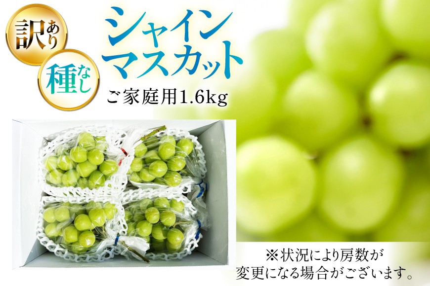 【期間限定発送】 シャインマスカット 訳あり 贅沢ボリューム セット 2～4房 1.6kg [Yamagenフルーツガーデンレコルト 山形県 高畠町 tk06ayt380005] ご家庭用 ぶどう ブドウ 葡萄 フルーツ 果物 くだもの 1.6キロ 甘い