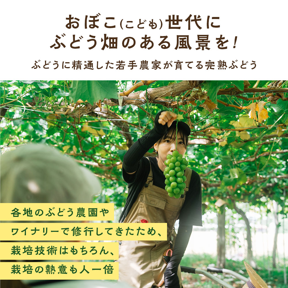 【期間限定発送】 ぶどう デラウェア 8～12房 約 1.5kg 朝採り [oboco grapes 山形県 高畠町 tk06ayt250002] 個包装 種無し ブドウ 葡萄 くだもの 果物 フルーツ 産地直送 農家直送