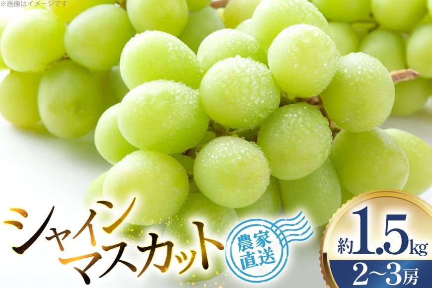 【期間限定発送】 シャインマスカット 2～3房 約1.5kg [治右衛門果樹園 山形県 高畠町 tk06ays830000] 箱詰め フルーツ 果物 くだもの ぶどう ブドウ 葡萄 1.5キロ 甘い