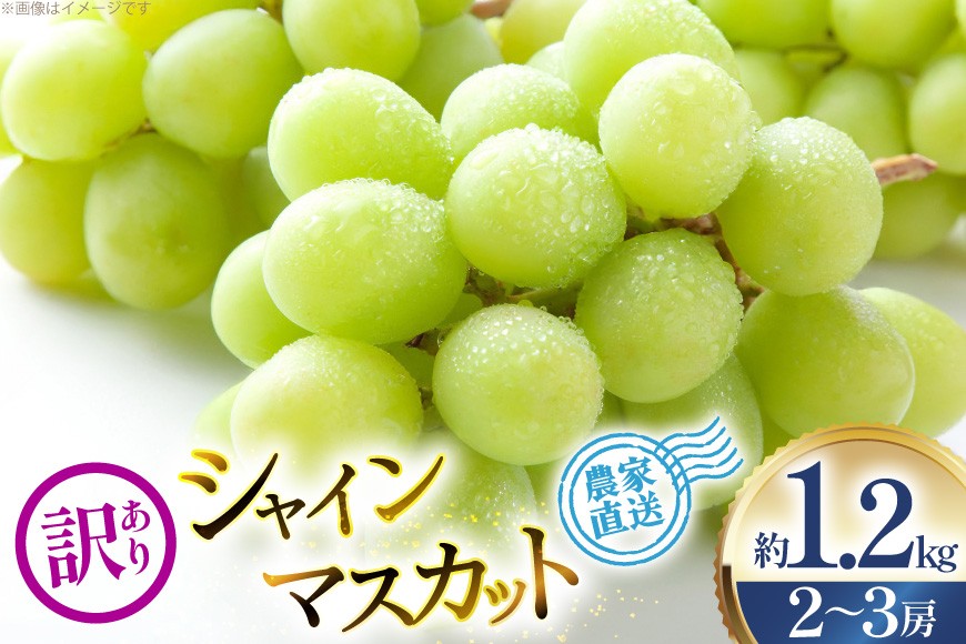 【2026年発送】 シャインマスカット 訳あり 2～3房 約1.2kg [治右衛門果樹園 山形県 高畠町 tk06ays830003] 箱詰め フルーツ 果物 くだもの ぶどう ブドウ 葡萄 1.2キロ 甘い