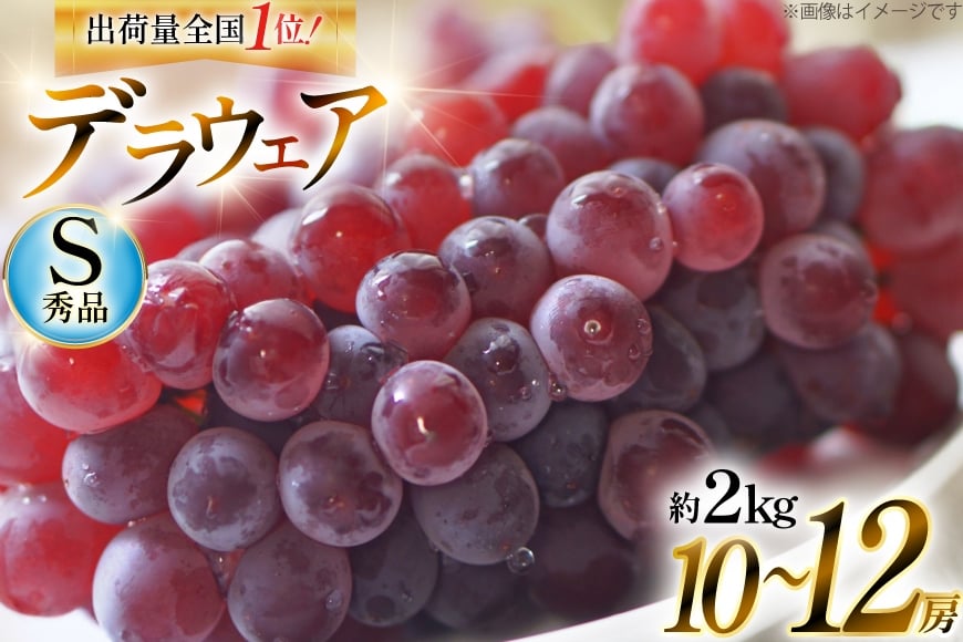【期間限定発送】 ぶどう デラウェア 秀品 10～12房 約 2kg [治右衛門果樹園 山形県 高畠町 tk06ays830007] 種無し ブドウ 葡萄 くだもの 果物 フルーツ 産地直送 農家直送