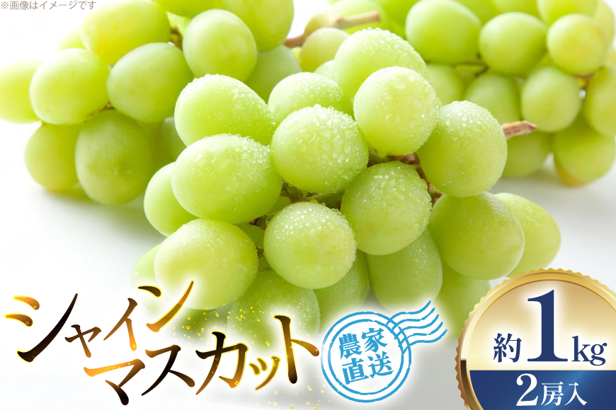 【期間限定発送】 シャインマスカット 2房 約1kg [治右衛門果樹園 山形県 高畠町 tk06ays830011] 箱詰め フルーツ 果物 くだもの ぶどう ブドウ 葡萄 1.5キロ 甘い シャイン マスカット