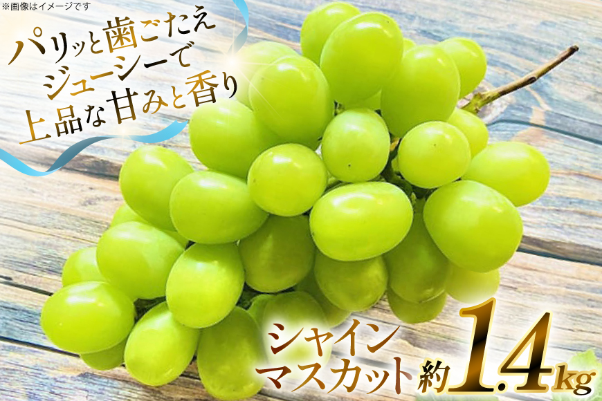 【期間限定発送】 シャインマスカット 約 1.4kg [もん前の里 山形県 高畠町 tk06ays960004] フルーツ 果物 くだもの ぶどう ブドウ 葡萄 1.4キロ 甘い