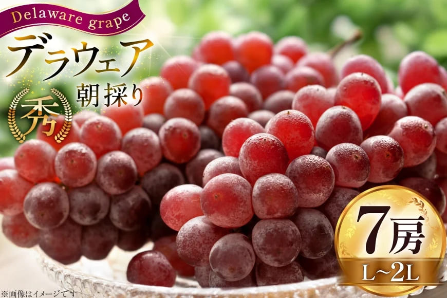【期間限定発送】 先行予約 ぶどう 朝採り デラウェア 秀 L～2L 7房 約 1kg [Ｈinataぶどう園 山形県 高畠町 tk06ayt190008] 種なし ブドウ 葡萄 くだもの 果物 フルーツ 産地直送 農家直送 果実 デザート 甘い 期間限定 数量限定 小粒 冷蔵