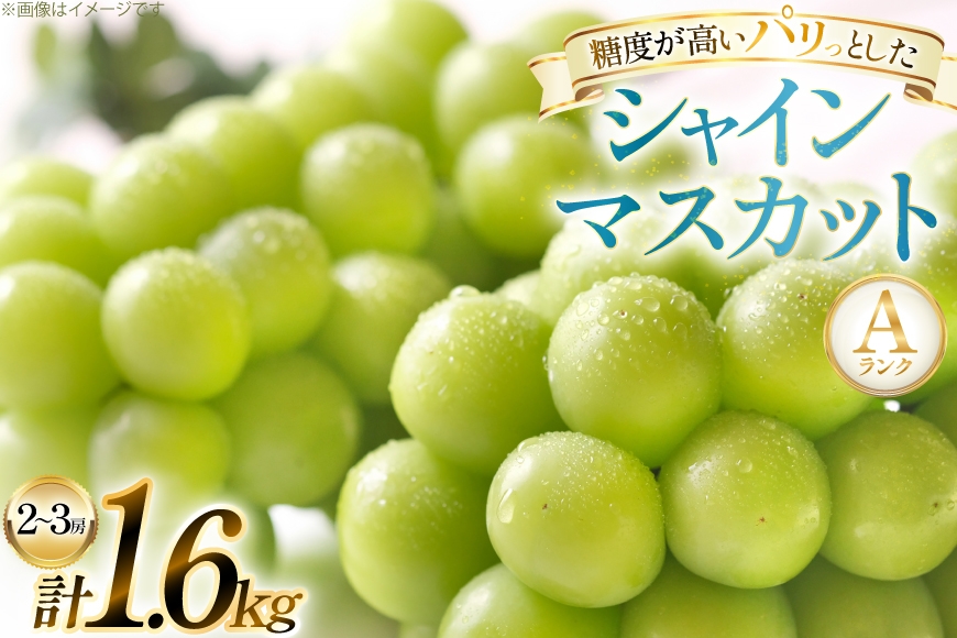 【期間限定発送】 シャインマスカット Aランク 2～3房1.6kg [田制農園 山形県 高畠町 tk06ayt230005] ぶどう ブドウ 葡萄 マスカット フルーツ 果物 くだもの 産地直送 農家直送