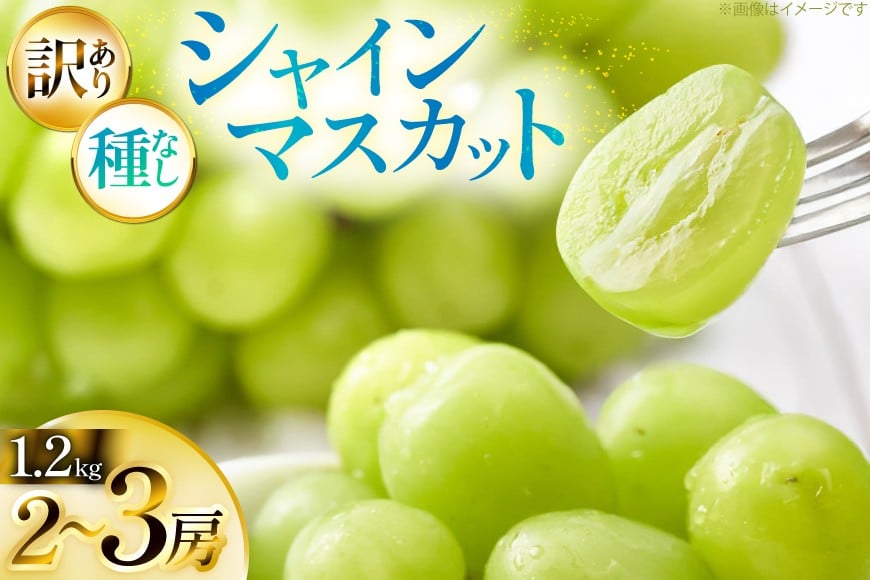 【期間限定発送】 シャインマスカット 訳あり 2〜3房 1.2kg [Yamagenフルーツガーデンレコルト 山形県 高畠町 tk06ayt380003] ご家庭用 ぶどう ブドウ 葡萄 フルーツ 果物 くだもの 1.2キロ 甘い