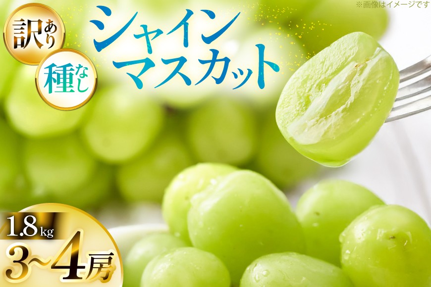 【期間限定発送】 シャインマスカット 訳あり 3〜4房 1.8kg [Yamagenフルーツガーデンレコルト 山形県 高畠町 tk06ayt380004] ご家庭用 ぶどう ブドウ 葡萄 フルーツ 果物 くだもの 1.8キロ 甘い