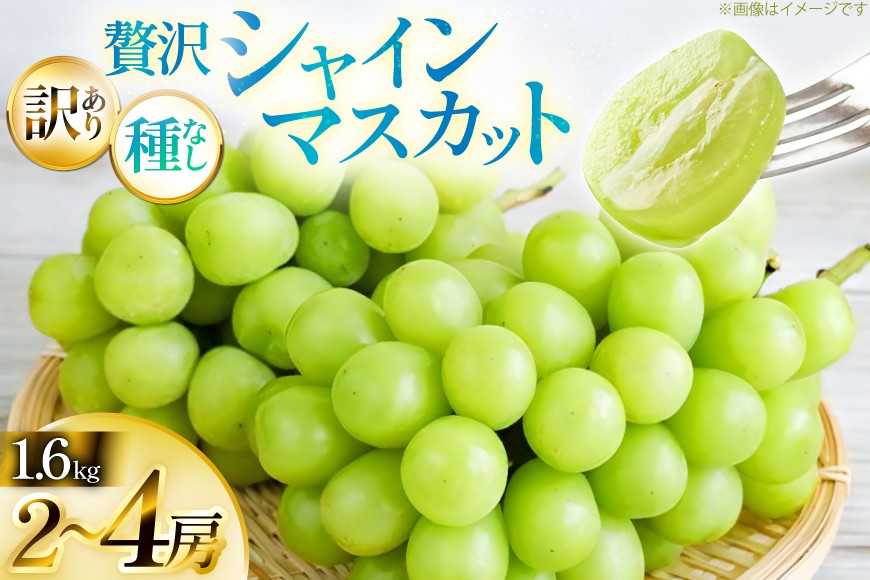 【期間限定発送】 シャインマスカット 訳あり 贅沢ボリューム セット 2～4房 1.6kg [Yamagenフルーツガーデンレコルト 山形県 高畠町 tk06ayt380005] ご家庭用 ぶどう ブドウ 葡萄 フルーツ 果物 くだもの 1.6キロ 甘い
