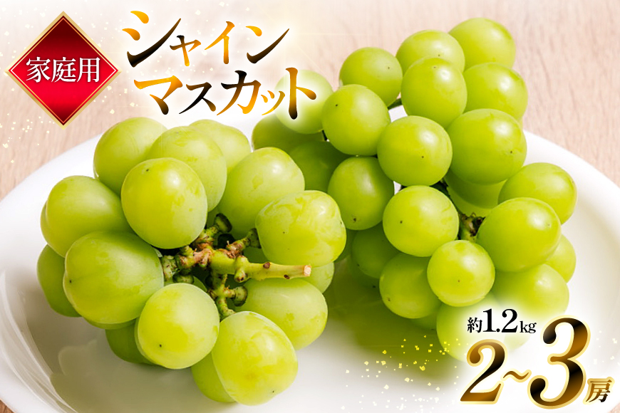 【期間限定発送】 家庭用 訳あり シャインマスカット 2～3房 約1.2kg [いわた果樹園 山形県 高畠町 tk06ayt400007] ぶどう ブドウ 葡萄 フルーツ 果物 くだもの 甘い シャイン マスカット
