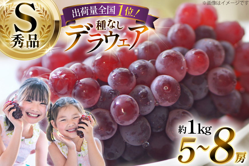 【期間限定発送】 デラウェア 秀品 5～8房 約 1kg [治右衛門果樹園 山形県 高畠町 tk06ays830010] ぶどう 種無し ブドウ 葡萄 くだもの 果物 フルーツ 産地直送 農家直送 期間限定 甘い