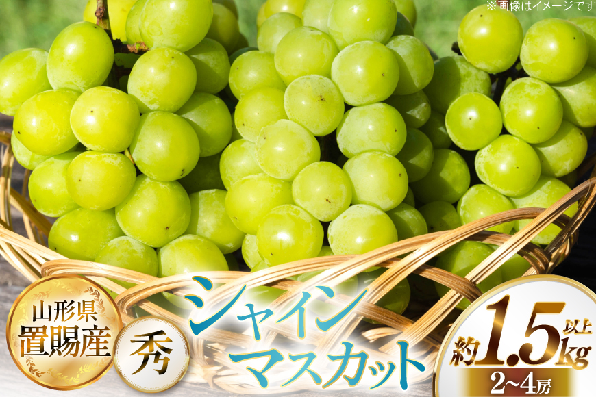 【期間限定発送】 シャインマスカット 秀 2～4房 約 1.5kg 以上 [JA山形おきたま 山形県 高畠町 tk06ays870058] フルーツ 果物 くだもの ぶどう ブドウ 葡萄 1.5キロ 甘い
