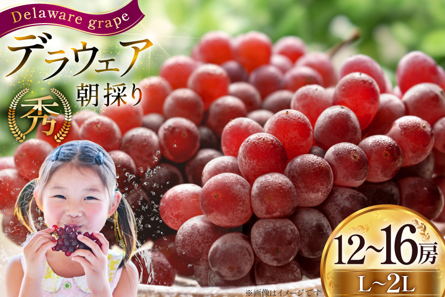 【期間限定発送】 ぶどう 朝採り デラウェア 秀 L～2L 12～16房 約 2kg [Ｈinataぶどう園 山形県 高畠町 tk06ayt190007] 種なし ブドウ 葡萄 くだもの 果物 フルーツ 産地直送 農家直送 果実 デザート 甘い 期間限定 数量限定 小粒 冷蔵