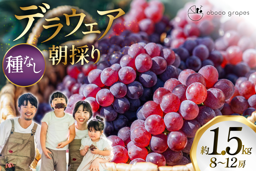 【期間限定発送】 ぶどう デラウェア 8～12房 約 1.5kg 朝採り [oboco grapes 山形県 高畠町 tk06ayt250002] 個包装 種無し ブドウ 葡萄 くだもの 果物 フルーツ 産地直送 農家直送