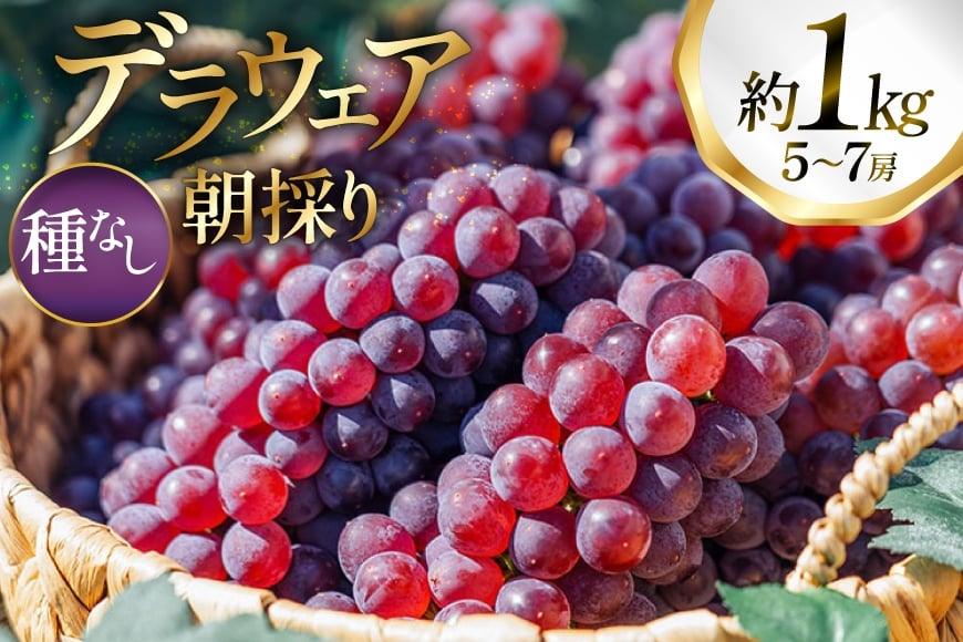 【期間限定発送】 ぶどう デラウェア 5～7房 約 1kg 朝採り [oboco grapes 山形県 高畠町 tk06ayt250000] 個包装 種無し ブドウ 葡萄 くだもの 果物 フルーツ 産地直送 農家直送