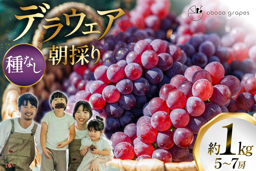 【期間限定発送】 ぶどう デラウェア 5～7房 約 1kg 朝採り [oboco grapes 山形県 高畠町 tk06ayt250000] 個包装 種無し ブドウ 葡萄 くだもの 果物 フルーツ 産地直送 農家直送