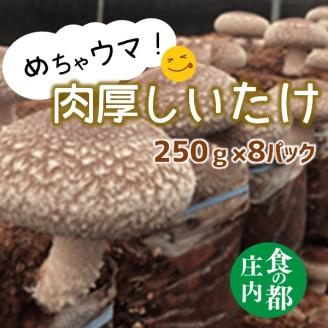 食の都庄内　めちゃウマ！肉厚しいたけ【期間限定】※11月中旬頃より順次発送 [HS1-002(庄内たがわ農協)]