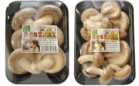食の都庄内　原木しいたけ（まさに木の子）20パック(庄内旬青果) 20パック