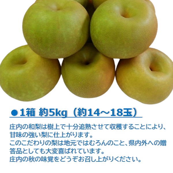 食の都庄内　庄内特産 和梨 約5kg※令和7年8月下旬頃～順次配送(マルショウ青果)