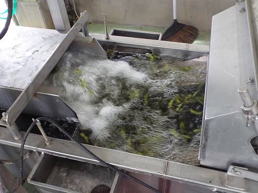 【2kgバラ詰め】横川枝豆組合の庄内ちゃまめ（2kg×1袋）(横川枝豆組合) 2kgバラ詰め（2kg×1袋）