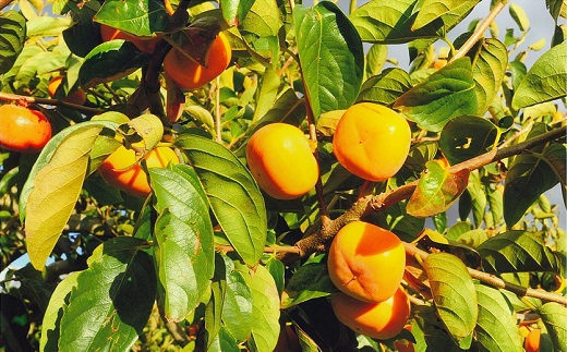 治郎左エ門の庄内柿（1箱約10kg）※10月下旬頃から順次配送 [PM2-002(皆川　みなと)] 1箱約10kg