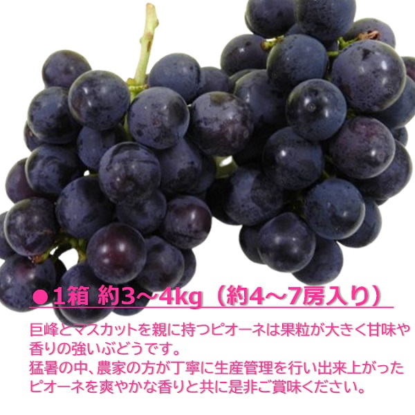 食の都庄内　庄内特産ぶどう（種なしピオーネ）　※令和7年9月上旬頃～順次配送(マルショウ青果)