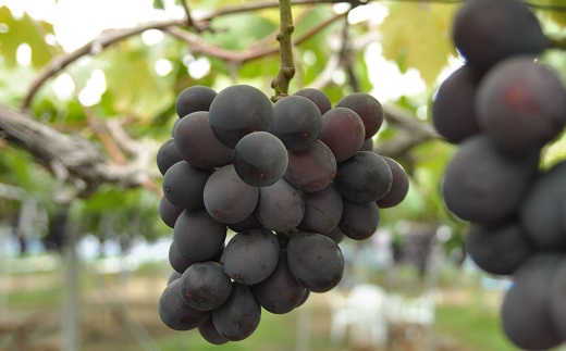食の都庄内　庄内のぶどう【種無しピオーネ】約4kg※9月下旬～10月中旬配送(庄内旬青果) 【種無しピオーネ】約4kg