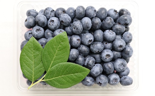 食の都庄内【令和7年産】《7・8・9月お届け-C》旬のフルーツの3ヶ月定期便(庄内旬青果) 《7・8・9月お届け-C》