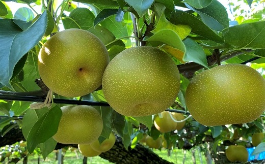 食の都庄内【令和7年産】《10・11・12月お届け-C》旬のフルーツ3ヶ月定期便(庄内旬青果) 《10・11・12月お届け-C》