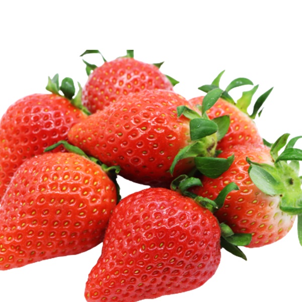 食の都庄内　庄内砂丘のいちご6パック（2L～L）やや小粒も含む※1月中旬頃～順次配送(庄内旬青果) 180g×6パック(やや小粒も含む)