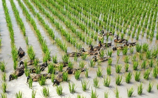 【令和7年産・精米】九代目又七の有機ひとめぼれ27kg※9月下旬頃から順次配送(九代目又七) 【令和7年産・精米】27kg