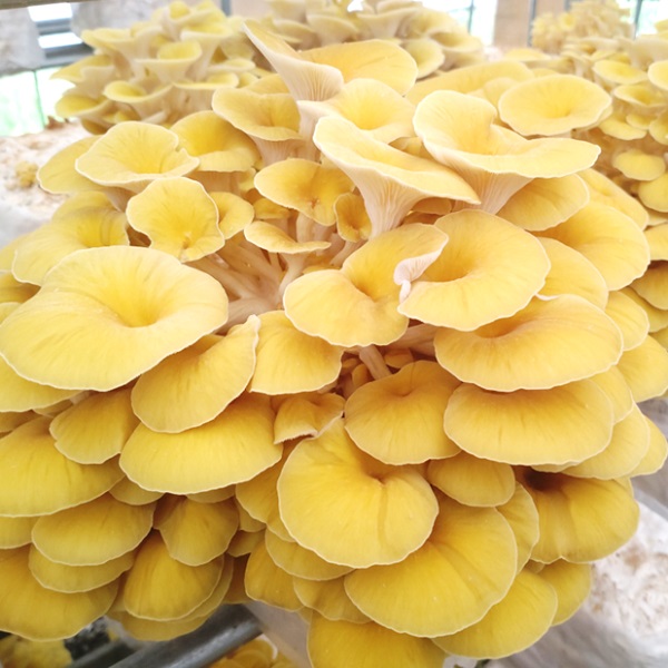 グリーンファーム小野寺の乾燥たもぎ茸　20g×4袋(GF小野寺)