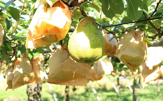 食の都庄内　庄内の洋梨「ラ・フランス」約5kg　※11月上旬～発送(庄内旬青果) 約5kg（10～18玉）