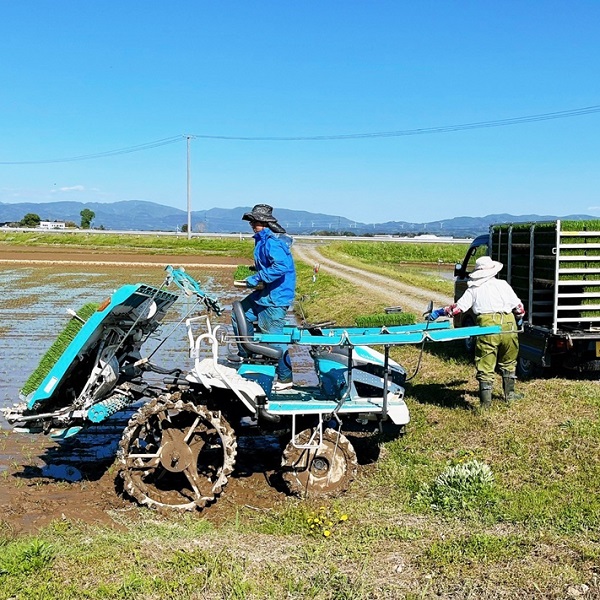 【令和7年産・精米】ecofarmすがわらの庄内米はえぬき27kg [PS5-019(ecofarmすがわら)] 【精米】はえぬき　27kg
