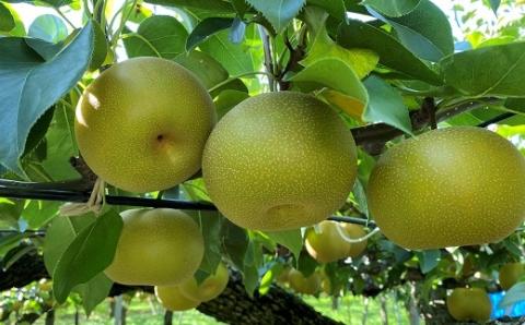 食の都庄内　庄内の和梨【秀玉or南水】約2.5kg※9月中旬ごろより順次配送(庄内旬青果) 【秀玉or南水】約2.5kg