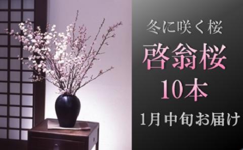 食の都庄内　【1月中旬お届け】啓翁桜（10本束） [HS4-202(庄内旬青果)] 【1月中旬お届け】（10本束）