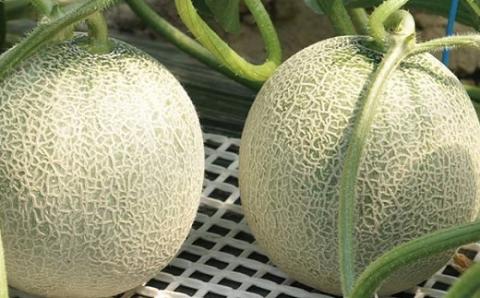 【令和7年産】食の都庄内　《6・7・8月お届け-B》旬のフルーツの3ヶ月定期便※令和7年産(庄内旬青果)