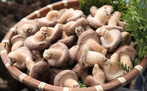 食の都庄内　原木しいたけ（まさに木の子）10パック(庄内旬青果) 10パック