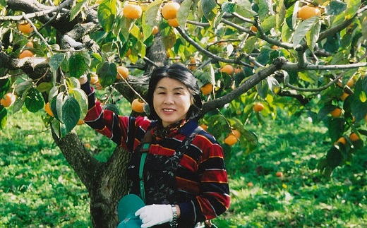 治郎左エ門の庄内柿（1箱約10kg）※10月下旬頃から順次配送 [PM2-002(皆川　みなと)] 1箱約10kg